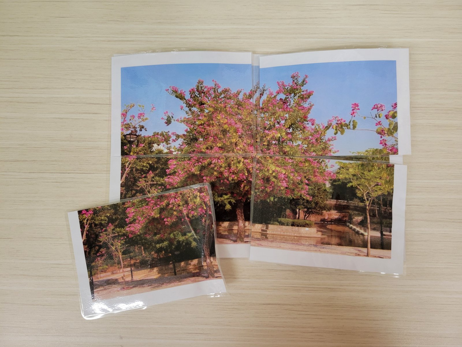 教案day1教具--探索香港的市花1