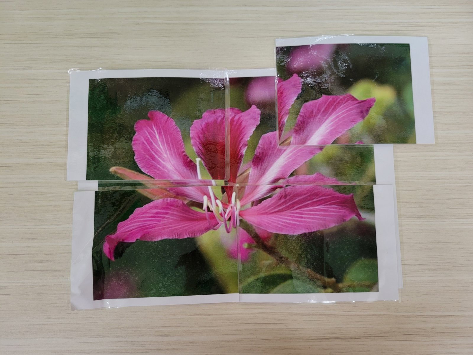 教案day1教具--探索香港的市花2